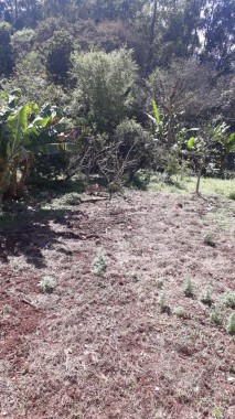 Area Rural